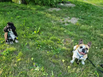 Pan Pieseł Szkolenia Psów | Konsultacje Behawioralne | Spacery Socjalizacyjne